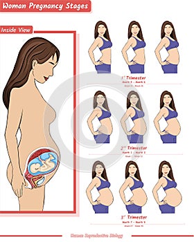 Woman Pregnancy stages with inside view