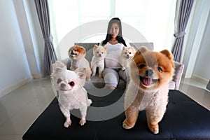 Woman pregnant and pomeranian dog cute pets in living room