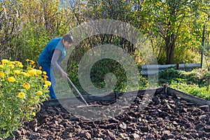 woman prepares a garden bed for early spring planting. Working with a rake in the garden. Farmer on the plot.