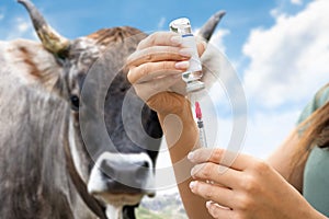 Woman Preparing Cow Vaccine