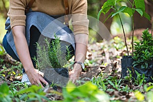 A woman preparing to plant rosemary tree for home gardening concept