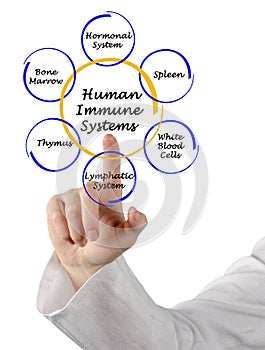 Human Immune Systems