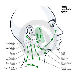 Woman profile facial lymphatic system nodes vector illustration