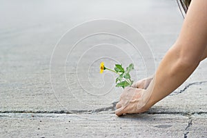 Woman protect a little yellow flower growing on cracks street