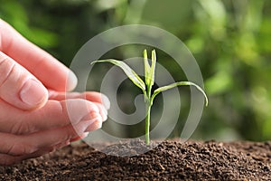 Woman protecting young green seedling in soil against blurred background