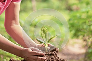 Woman protecting young green seedling in soil against blurred background.