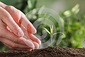 Woman protecting young green seedling in soil against blurred background, closeup