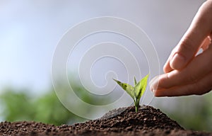 Woman protecting young seedling in soil on blurred background, closeup