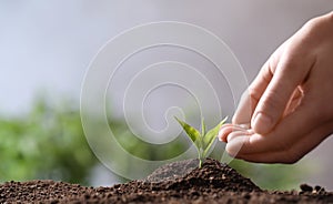 Woman protecting young seedling in soil on blurred background, closeup