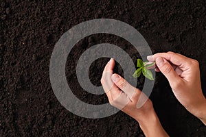 Woman protecting young seedling in soil, top view with space for text. Planting tree