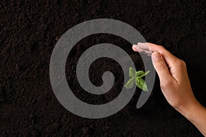 Woman protecting young seedling in soil, top view with space for text. Planting tree