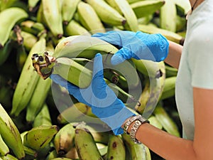 Woman in protective gloves buys Green Canarian Banana Platano