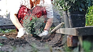 Woman in protective gloves planting a bush of a red chrysanthemum into the earth. Slow motion