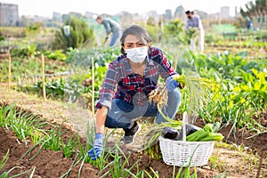 Woman in protective mask harvesting scallions in her smallholding