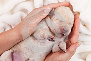 Woman providing a cozy place to sleep for a cute newborn puppy d