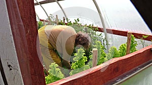 Woman prune overgrown tomato seedling branch in hothouse