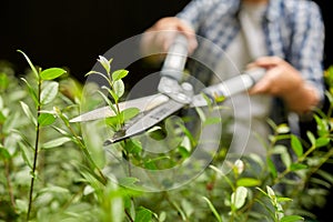Woman with pruner cutting branches at garden