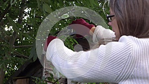 Woman pruning and cutting tree branches