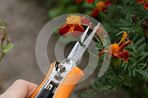 Woman pruning flower stem by secateurs outdoors, closeup