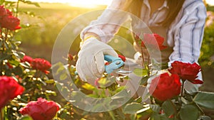 Woman pruning rose bush outdoors. Gardening tool