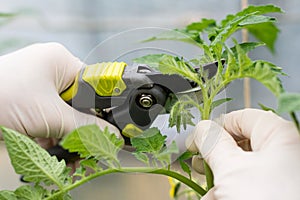 Woman is pruning tomato plant branches in the greenhouse