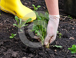 A Woman pulling out weeds