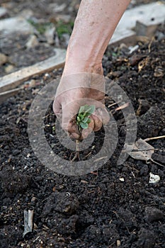 Woman pulling weed