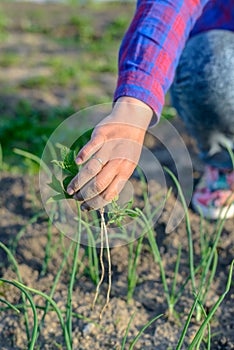 Woman pulling weeds in her vegetable garden