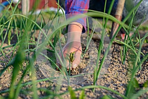 Woman pulling weeds in her vegetable garden photo