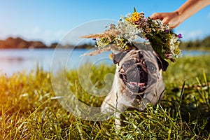 Woman puts flower wreath on pug dog`s head by river. Happy puppy chilling outdoors