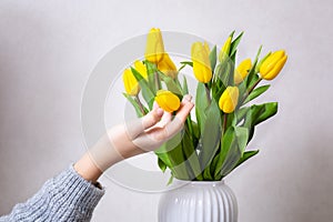 A woman puts flowers in a vase. Making a bouquet. A bouquet of yellow tulips in a white vase. A woman with tulips in her