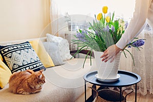 Woman puts pot with spring flowers on table. Housewife taking care of coziness in apartment. Interior and decor