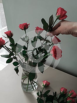 A woman puts roses in a vase of the house on the table by the window