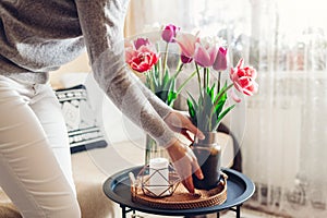 Woman puts vase with tulips flowers on table. Housewife taking care of coziness at home. Interior and spring decor