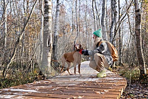 Woman putting collar on hunting dog sitting near on wooden pathway in autumn park. Dog training