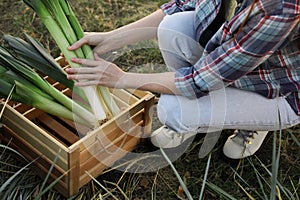 Woman putting fresh raw leeks into wooden crate outdoors, closeup