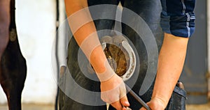 Woman putting horseshoes in horse leg 4k