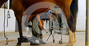 Woman putting horseshoes in horse leg 4k