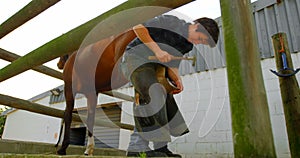 Woman putting horseshoes in horse leg 4k