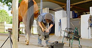 Woman putting horseshoes in horse leg 4k