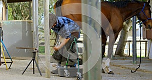 Woman putting horseshoes in horse leg 4k