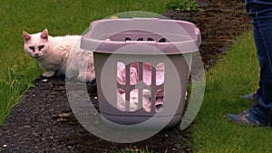 Woman putting laundry in basked with pet cat in the garden