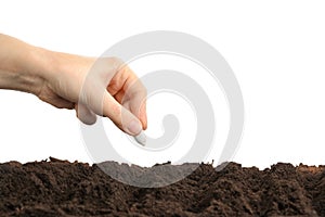 Woman putting pumpkin seed into fertile soil against white background, closeup. Vegetable planting