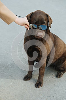Woman putting sunglasses on her cute brown canine friend