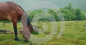 Woman in raincoat walks forest with view of misty mountains, next to brown horse. Horse is standing in light rain. Woman