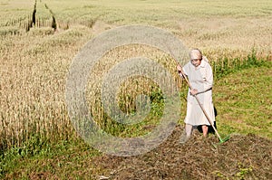Woman is raking a hay with a rake in the field