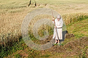 Woman is raking a hay with a rake in the field