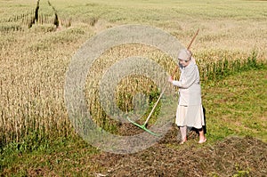 Woman is raking a hay with a rake in the field