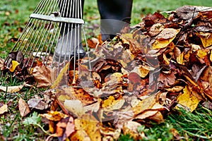 Woman raking pile of fall leaves at garden with rake