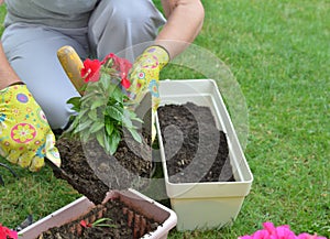 Woman re-potting flower photo